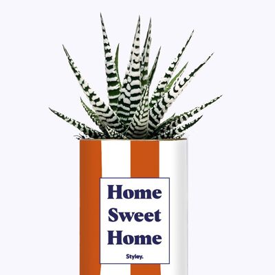 Succulent Plant - Home Sweet Home -
