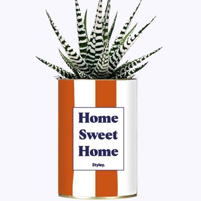 Succulent Plant - Home Sweet Home -