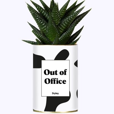 Planta Suculenta - Fuera de la Oficina -