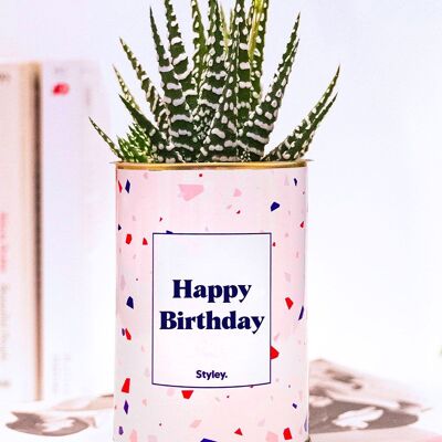 Succulent Plant - Happy Birthday -
