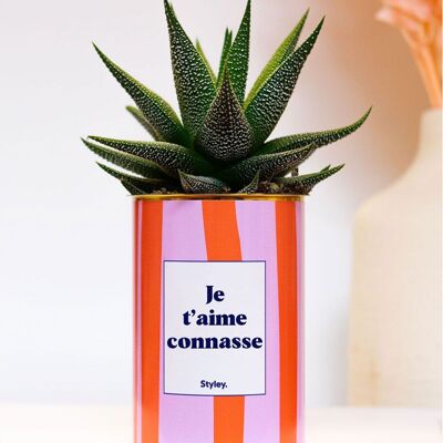 Plante Grasse - Je t'aime connasse -