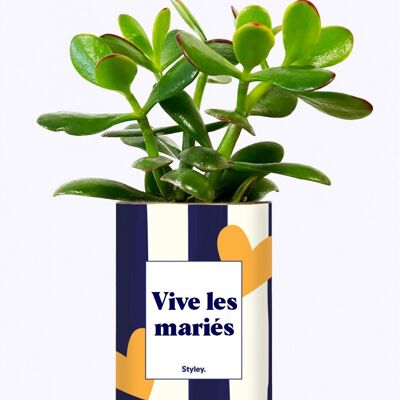 Plante Grasse - Vive les mariés -