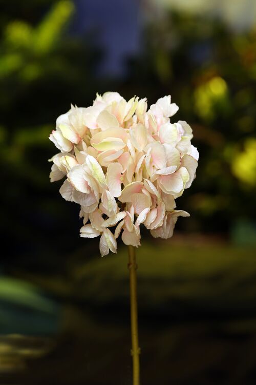 Faux Palest shaded pink short stem Hydrangea