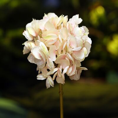 Hortensia à tige courte rose pâle ombré faux