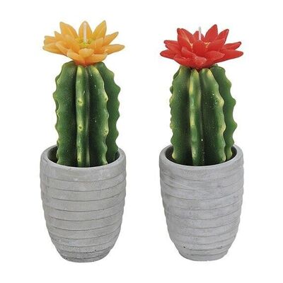 Vela de cactus en la olla