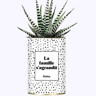 Succulent Plant - The family is growing -