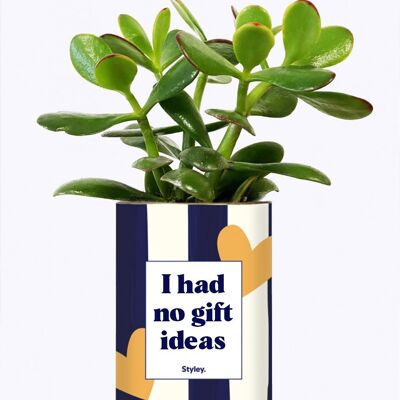 Plante Grasse - I had no gift ideas -