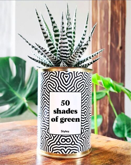 Plante Grasse - 50 shades of green -