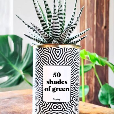 Planta Suculenta - 50 tonos de verde -