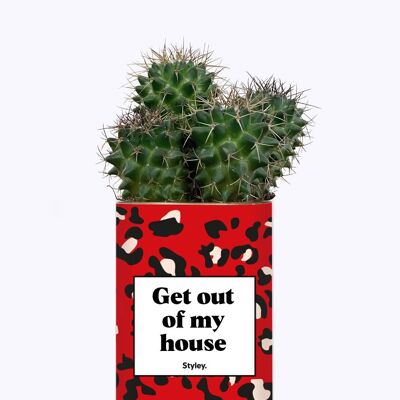 Succulent Plant - Get out of my house -