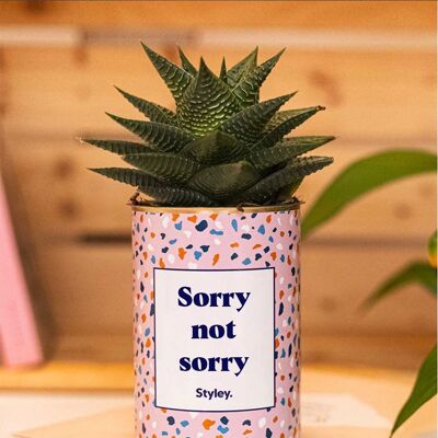 Succulent Plant - Sorry not sorry -