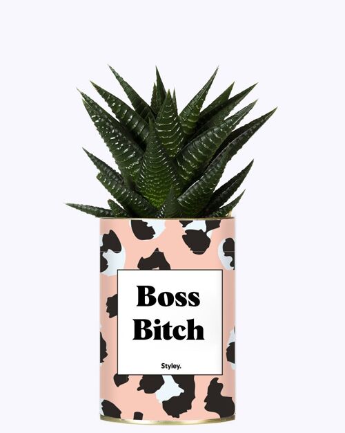 Plante Grasse - Boss Bitch -