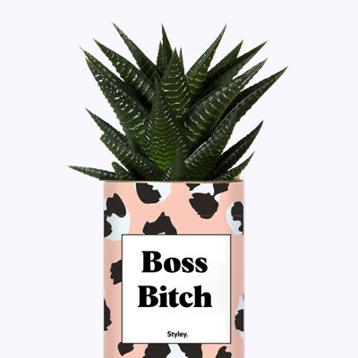 Succulent Plant - Boss Bitch -