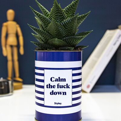 Succulent Plant - Calm the fuck down -