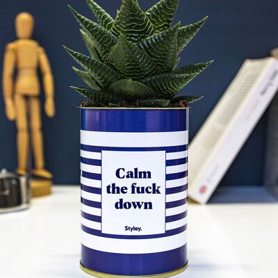 Succulent Plant - Calm the fuck down -
