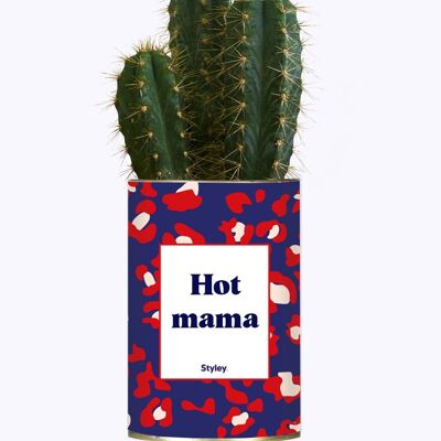 Plante Grasse - Hot mama -