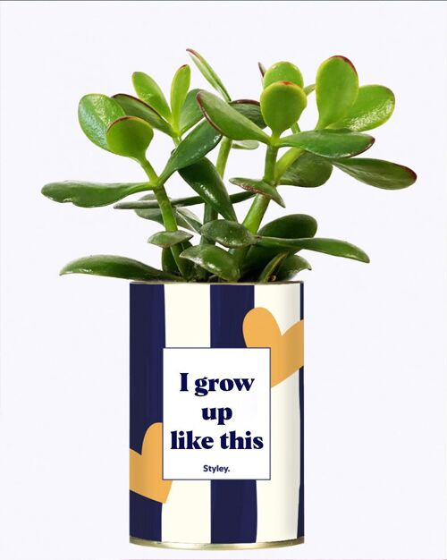 Plante Grasse - I grow up like this -