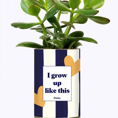 Succulent Plant - I grow up like this -