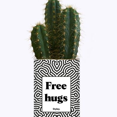 Succulent Plant - Free hugs -