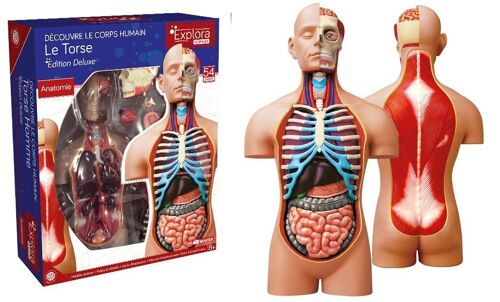 EXPLORA - Torse - Anatomie Du Corps Humain - 546080 - Modèle Réaliste de 54 Pièces - Notice d'Assemblage et Quiz Éducatif - Kit de Découverte - Jeu Pour Enfant - Scientifique - À Partir de 8 ans