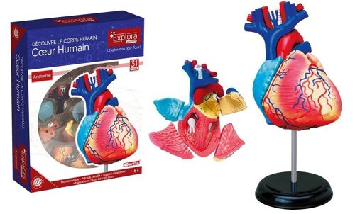 EXPLORA - Cœur - Anatomie Du Corps Humain - 546052 - Modèle Réaliste de 31 Pièces - Notice d'Assemblage et Quiz Éducatif - Kit de Découverte - Jeu Pour Enfant - Scientifique - À Partir de 8 ans