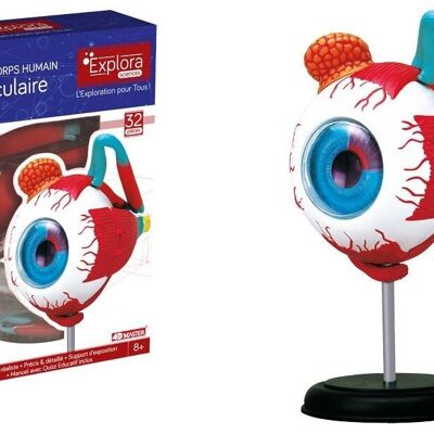 EXPLORA - Œil - Anatomie Du Corps Humain - 546054 - Modèle Réaliste de 32 Pièces - Notice d'Assemblage et Quiz Éducatif - Kit de Découverte - Jeu Pour Enfant - Scientifique - À Partir de 8 ans