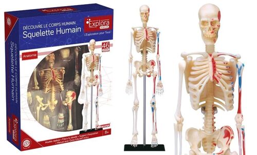EXPLORA - Squelette - Anatomie Du Corps Humain - 546059 - Modèle Réaliste de 46 Pièces - Notice d'Assemblage et Quiz Éducatif - Kit de Découverte - Jeu Pour Enfant - Scientifique - À Partir de 8 ans