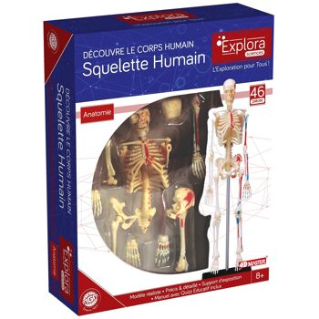 EXPLORA - Squelette - Anatomie Du Corps Humain - 546059 - Modèle Réaliste de 46 Pièces - Notice d'Assemblage et Quiz Éducatif - Kit de Découverte - Jeu Pour Enfant - Scientifique - À Partir de 8 ans 2