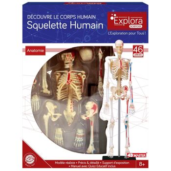 EXPLORA - Squelette - Anatomie Du Corps Humain - 546059 - Modèle Réaliste de 46 Pièces - Notice d'Assemblage et Quiz Éducatif - Kit de Découverte - Jeu Pour Enfant - Scientifique - À Partir de 8 ans 3