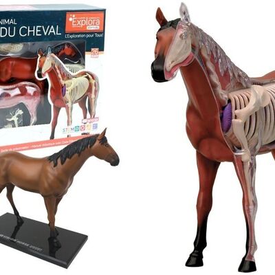 EXPLORA - Cheval - Zoologie - 546101 - Modèle Réaliste de 26 Pièces - Notice d'Assemblage et Quiz Éducatif - Kit de Découverte - Jeu Pour Enfant - Scientifique - Éducatif - Ludique - À Partir de 8 ans