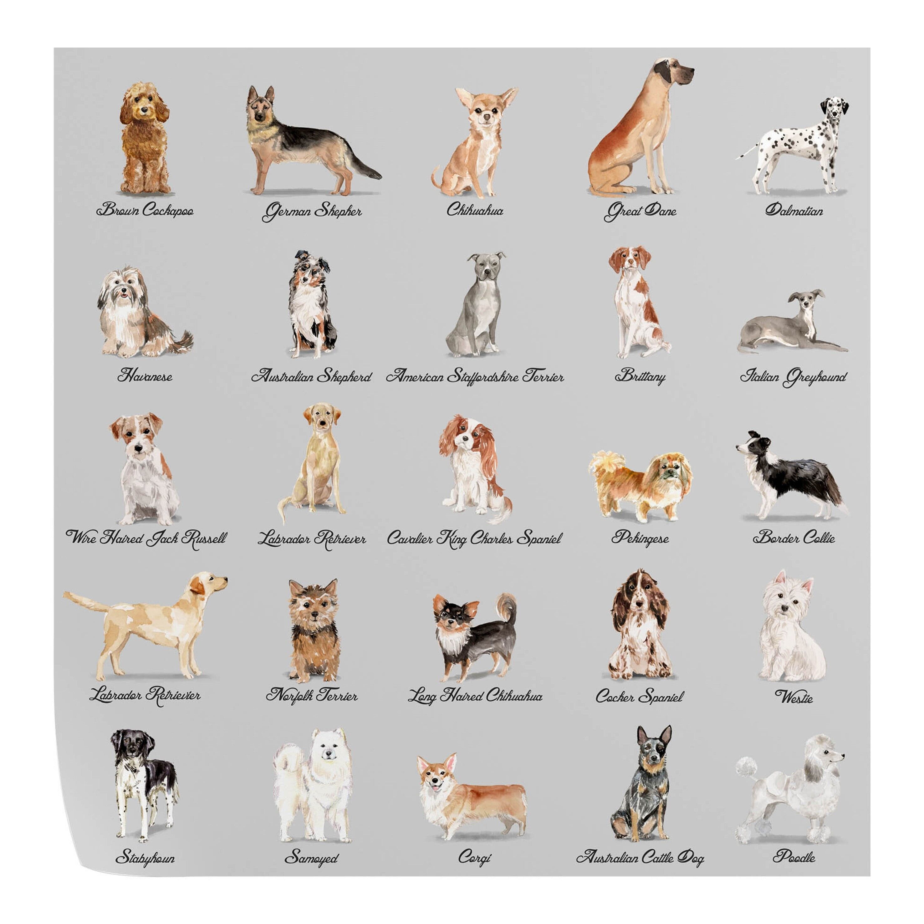Papier Peint Chiens Fond Gris