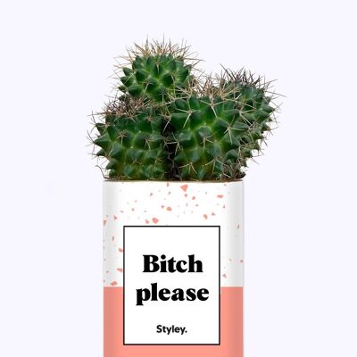 Succulent Plant - Bitch please-