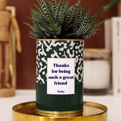 Plante Grasse - Thanks for being such a great friend -