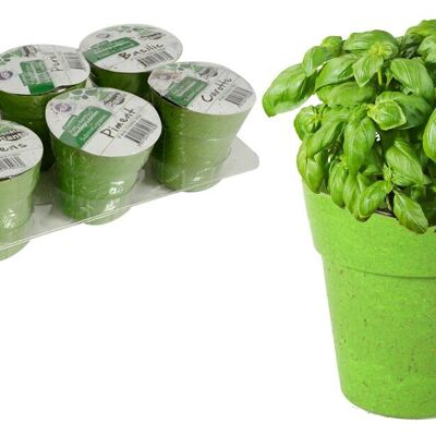 PLANETE PLANTE - 1 Pot biodegradable et Graine À Planter - Kit de Jardinage - 170036 - Bambou - Jardin - Nature - Plante - Fleurs - Jeu Pour Enfant - À Partir de 4 ans