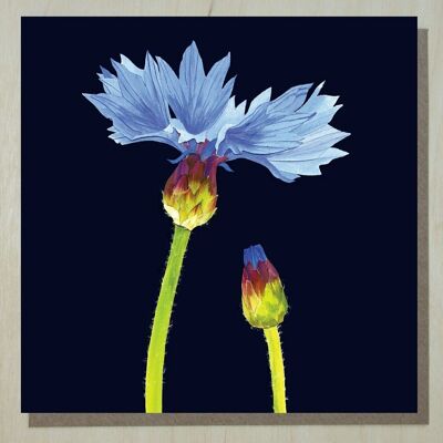 WND275 cornflower (wild flower card)