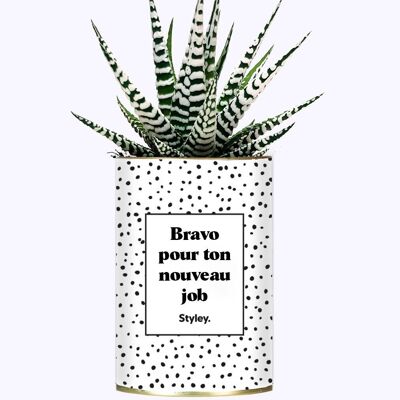 Plante Grasse - Congratulations on your new job -