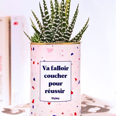 Plante Grasse - Vas falloir coucher pour réussir -