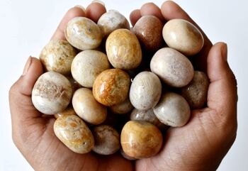 1Pc Fossil Coral Tumbled Stones ~ Healing Tumbled Stones 5