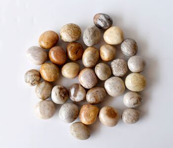 1Pc Fossil Coral Tumbled Stones ~ Healing Tumbled Stones 10