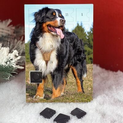 Bernese Mountain Dog Advent Calendar