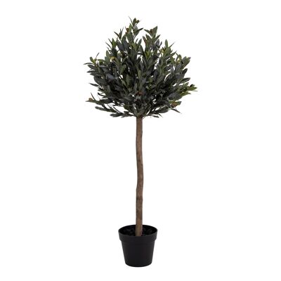 Olive Tree - 120 cm