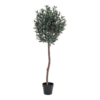 Olive Tree - 150 cm