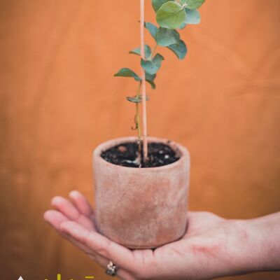 Eucalyptus Cinerea (Silberdollar)