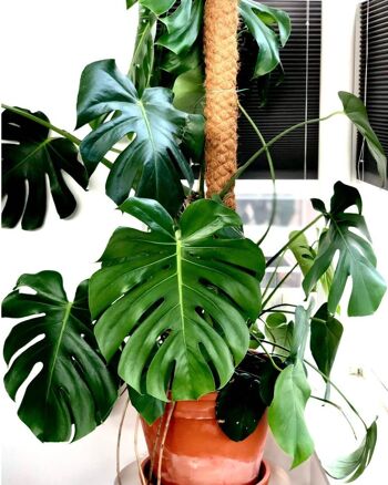 Monstera Deliciosa (fromagerie suisse) 2