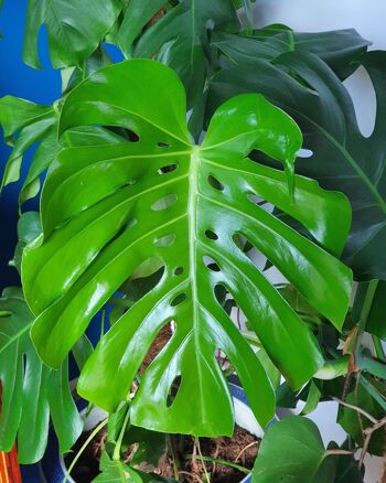 Monstera Deliciosa (fromagerie suisse) 5