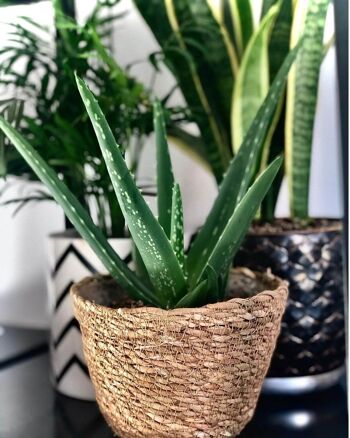 aloe vera 2