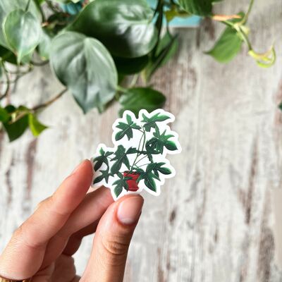 Sticker - Philodendron Florida green in a pot, transparent
