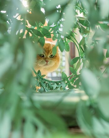 CAT BUSH - Niche Bush pour chats verts 4