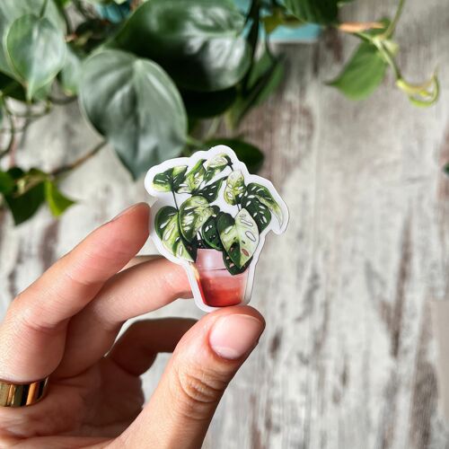 Sticker - Monstera adansonii variegata im Topf, transparent