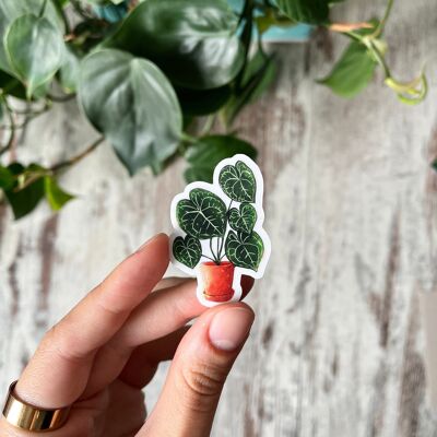 Sticker - Anthurium clarinervium im Topf transparent